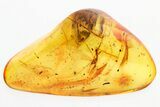 Detailed Fossil Crane Fly (Elephantomyia) w/ Proboscis In Baltic Amber #315578-1